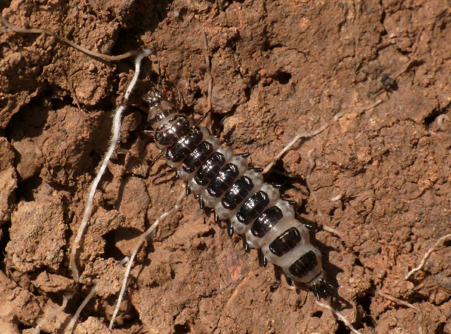 Larva strana: Licinus sp. (Carabidae)